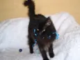 SERENO