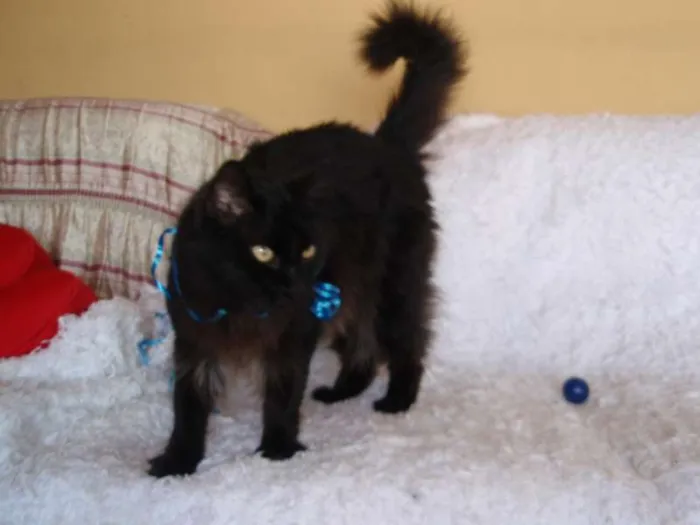 Gato ra a SRD idade 1 ano nome SERENO
