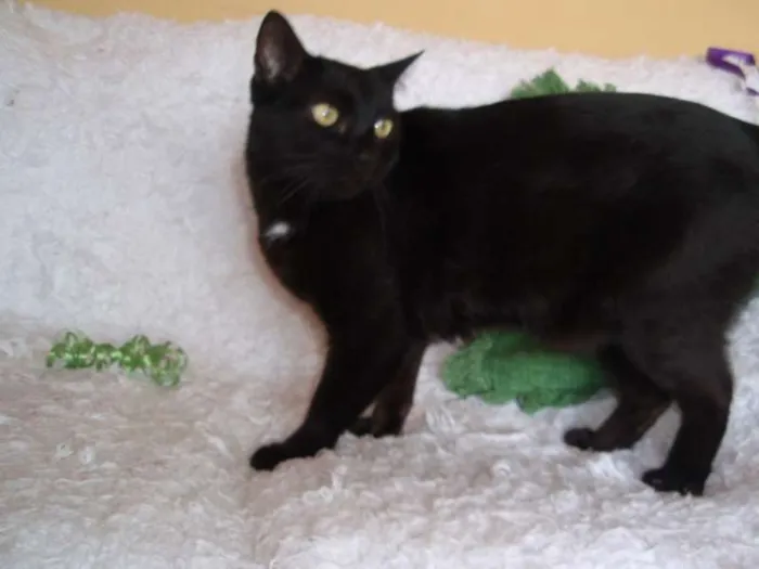 Gato ra a SRD idade 3 anos nome Citrino