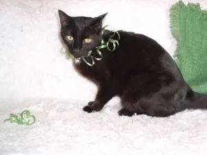 Gato raça SRD idade 3 anos nome Citrino