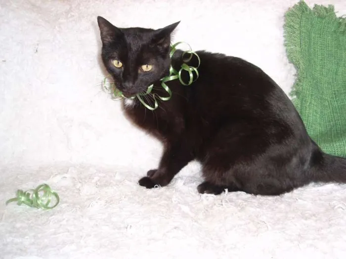 Gato ra a SRD idade 3 anos nome Citrino