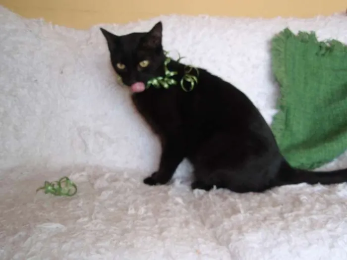 Gato ra a SRD idade 3 anos nome Citrino