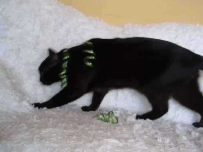 Gato ra a SRD idade 3 anos nome Citrino