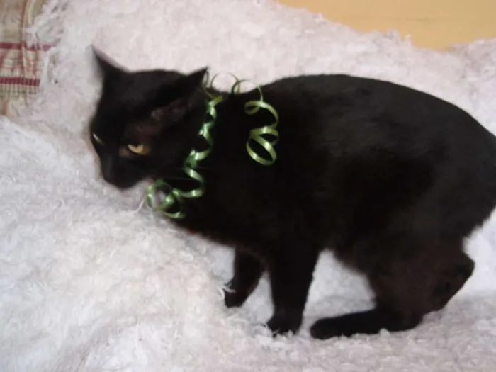 Gato ra a SRD idade 3 anos nome Citrino