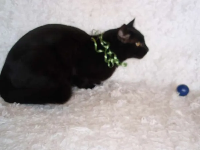 Gato ra a SRD idade 3 anos nome Citrino