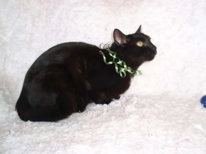 Gato ra a SRD idade 3 anos nome Citrino