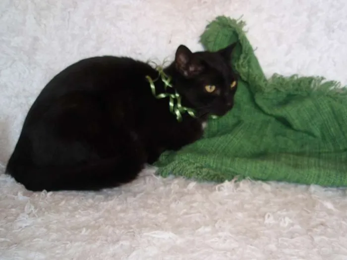 Gato ra a SRD idade 3 anos nome Citrino