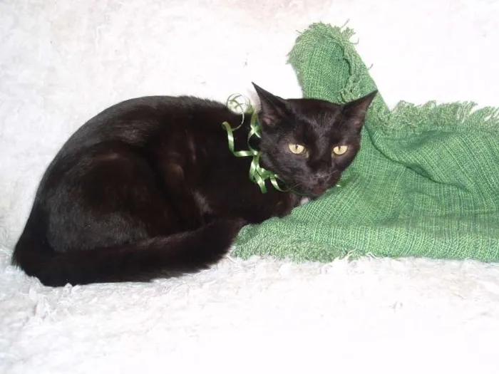 Gato ra a SRD idade 3 anos nome Citrino