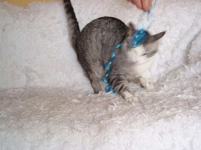 Gato ra a SRD idade 2 a 6 meses nome Gilbert
