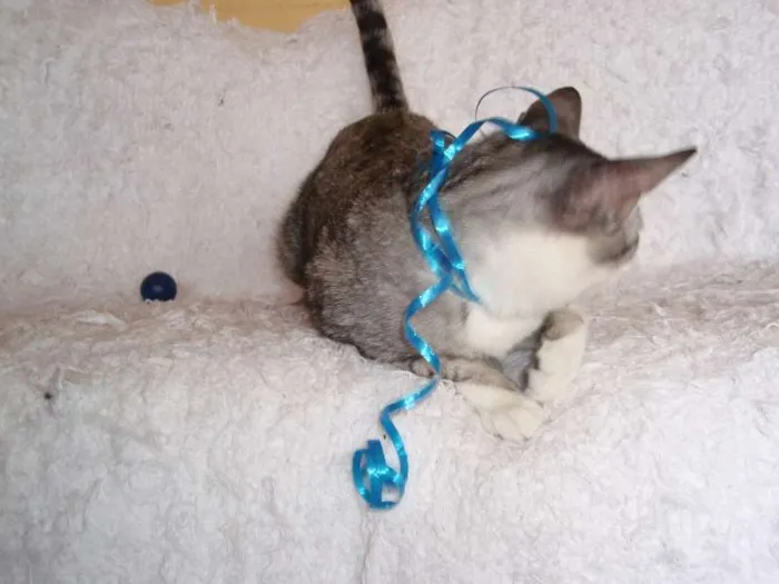 Gato ra a SRD idade 2 a 6 meses nome Gilbert