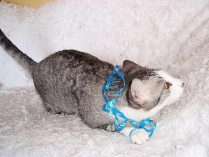 Gato ra a SRD idade 2 a 6 meses nome Gilbert
