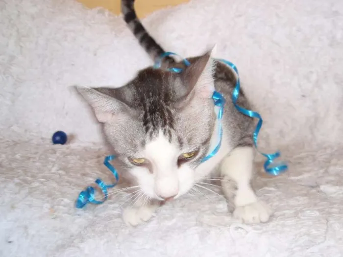 Gato ra a SRD idade 2 a 6 meses nome Gilbert