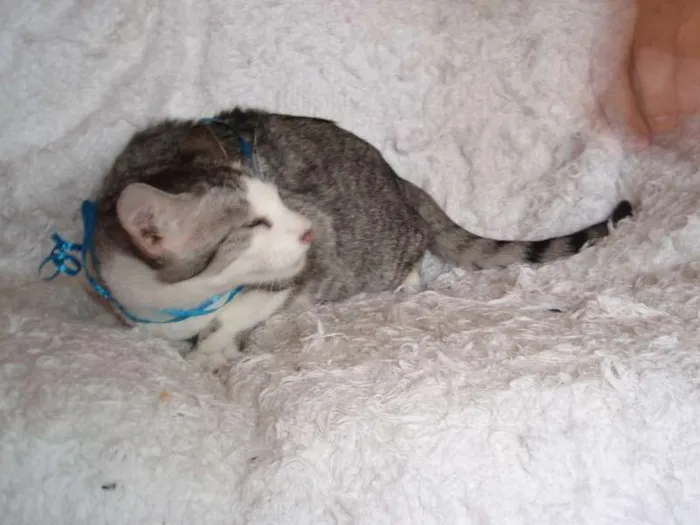 Gato ra a SRD idade 2 a 6 meses nome Gilbert