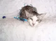 Gilbert