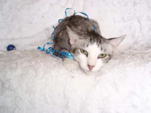 Gato raça SRD idade 2 a 6 meses nome Gilbert