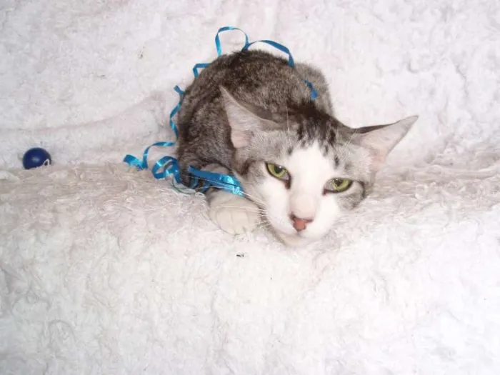Gato ra a SRD idade 2 a 6 meses nome Gilbert