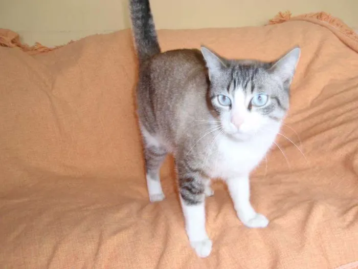 Gato ra a SRD idade 3 anos nome Rubi