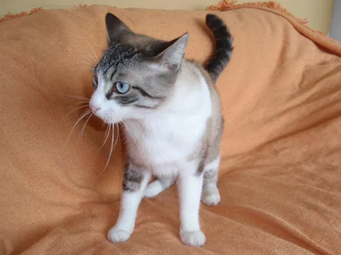 Gato ra a SRD idade 3 anos nome Rubi