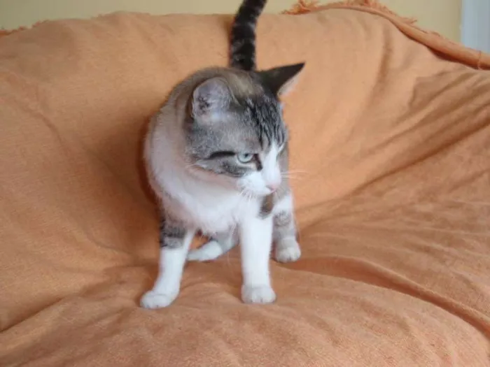 Gato ra a SRD idade 3 anos nome Rubi