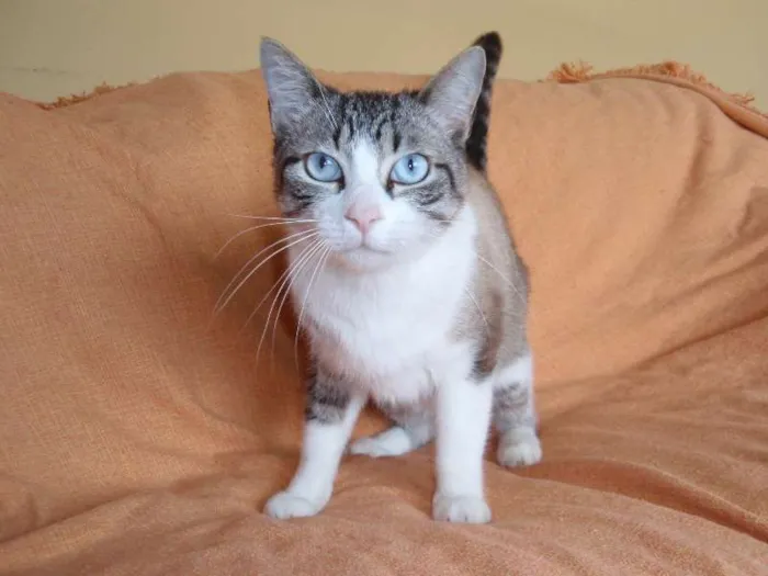 Gato ra a SRD idade 3 anos nome Rubi