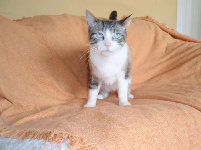 Gato ra a SRD idade 3 anos nome Rubi