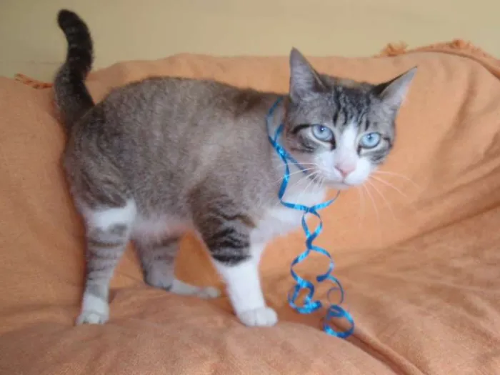 Gato ra a SRD idade 3 anos nome Rubi