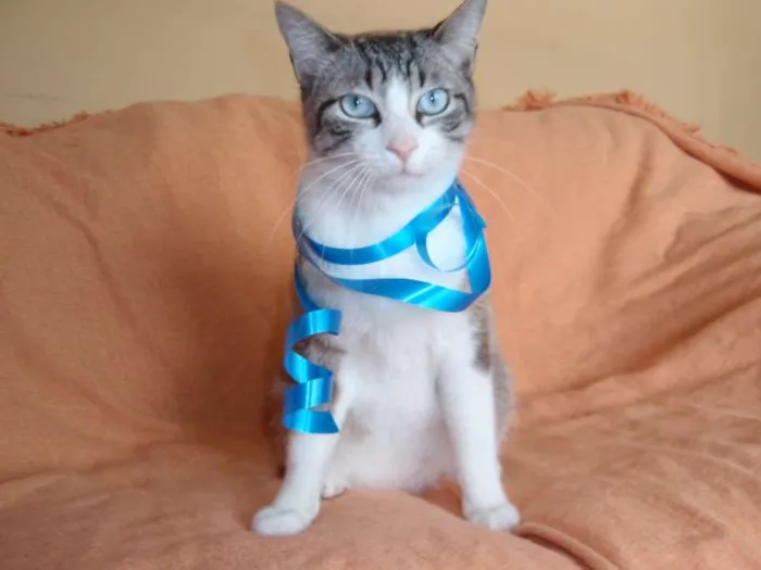 Gato ra a SRD idade 3 anos nome Rubi