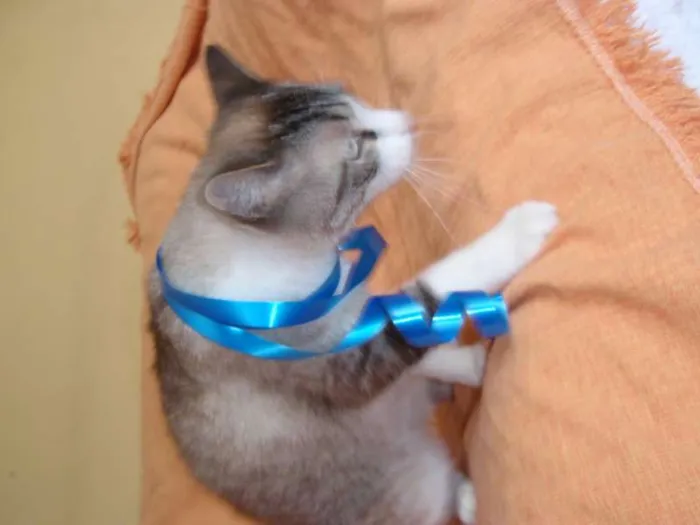 Gato ra a SRD idade 3 anos nome Rubi