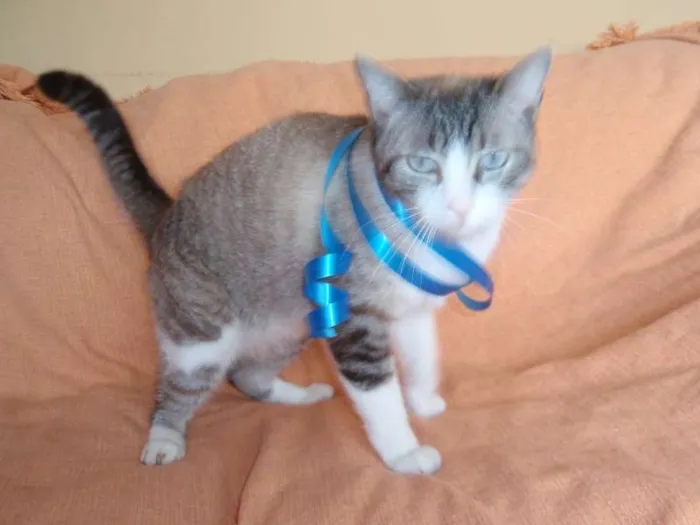 Gato ra a SRD idade 3 anos nome Rubi