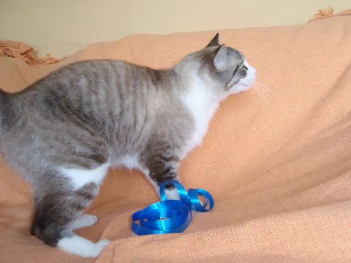 Gato ra a SRD idade 3 anos nome Rubi