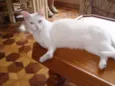 Desireé