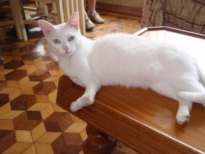 Gato ra a SRD idade 2 anos nome Desireé