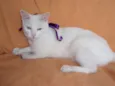 Desireé