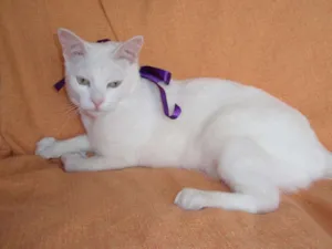 Gato raça SRD idade 2 anos nome Desireé