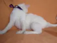 Desireé