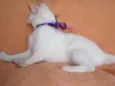 Desireé