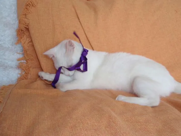 Gato ra a SRD idade 2 anos nome Desireé