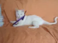 Desireé