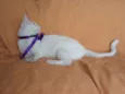 Desireé