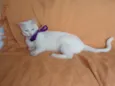 Desireé
