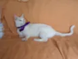 Desireé