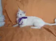 Desireé