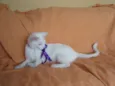 Desireé