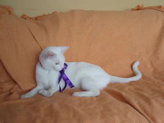 Gato ra a SRD idade 2 anos nome Desireé
