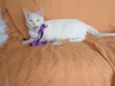 Desireé