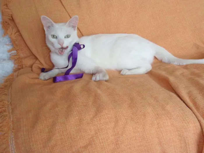Gato ra a SRD idade 2 anos nome Desireé