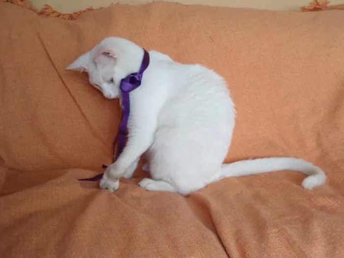 Gato ra a SRD idade 2 anos nome Desireé