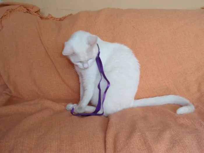 Gato ra a SRD idade 2 anos nome Desireé