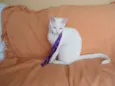 Desireé