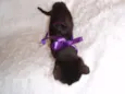 Milú